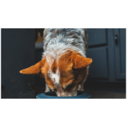 Ciotola per cani Ruffwear Basecamp™ Anti-Splash Insert