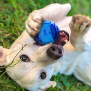Giocattolo per cane Nerf Dog Set Lightning & Sonic