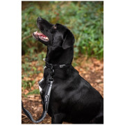 Guinzaglio con ammortizzatore Mountain Paws Stretch Dog Lead