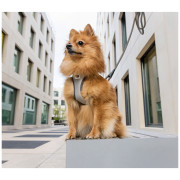 Pettorina per cane Curli Glow Reflective
