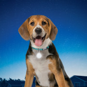 Collare luminoso per cane Nite Ize SpotLit Collar Light