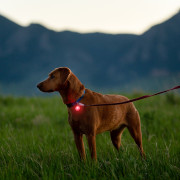 Luce per cani Nite Ize Spotlit Rechargeable Collar Light - Disc-O Tech