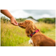 Collare per cane Mountain Paws Extra Tough Dog Collar