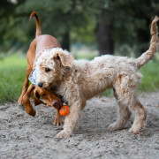 Giocattolo per cane Explorer Dog AirBall 6,5 cm