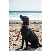 Collare per cane Mountain Paws Waterproof Dog Collar