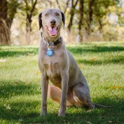 Localizzatore per cani Nite Ize Apple AirTag Wearabout