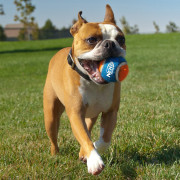 Giocattolo per cane Nerf Dog Small Tennis Balls 3 pcs