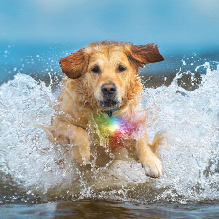 Luce per cani Nite Ize SpotLit® Splash™