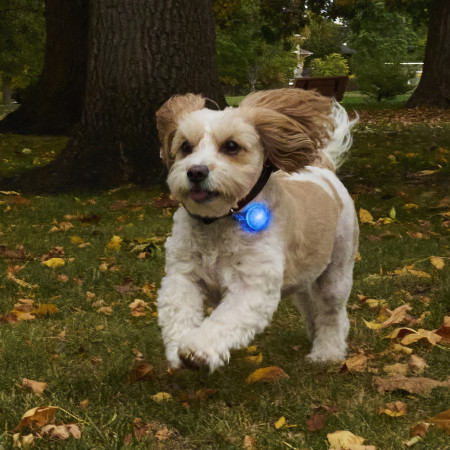 Collare luminoso per cane Nite Ize SpotLit Rechargeable Collar Light