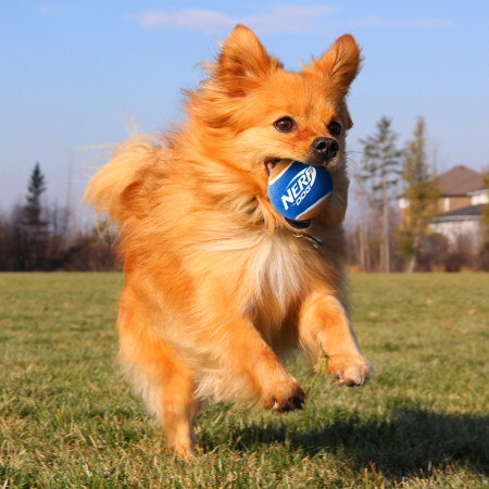 Giocattolo per cane Nerf Dog Small Tennis Balls 3 pcs