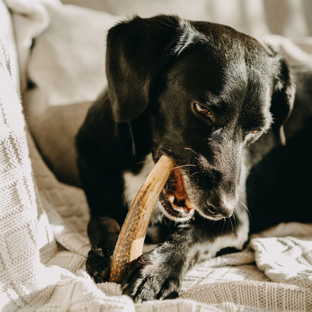 Giocattolo per cane Explorer Dog Antler Chew easy