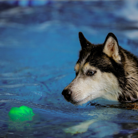 Giocattolo per cane Nite Ize GlowStreak Wild LED Ball