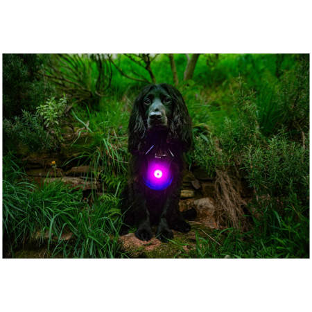 Luce per cani Mountain Paws Dog safety light 2-Pack