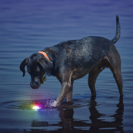 Giocattolo per cane Nite Ize Glowstreak LED Ball