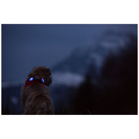 Luce per cani Curli Luumi LED