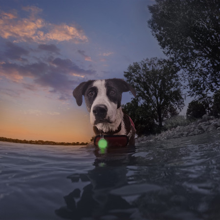 Luce per cani Nite Ize SpotLit® Splash™