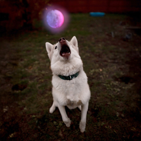Giocattolo per cane Nite Ize Glowstreak LED Ball
