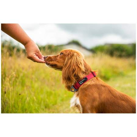 Collare per cane Mountain Paws Extra Tough Dog Collar