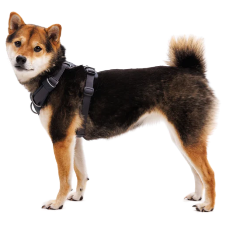 Pettorina per cane Ruffwear Front Range® Harness