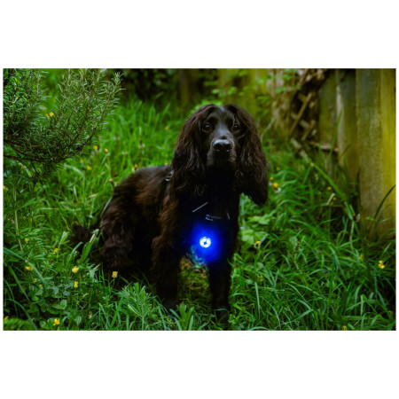 Luce per cani Mountain Paws Dog safety light 2-Pack