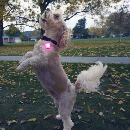 Collare luminoso per cane Nite Ize SpotLit Rechargeable Collar Light