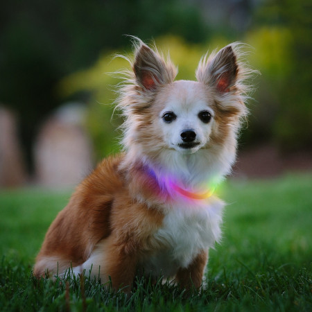 Collare luminoso per cane Nite Ize NiteHowl Mini LED