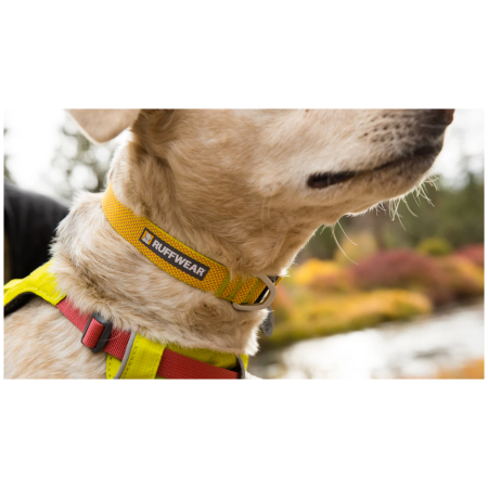 Collare per cane Ruffwear Hi & Light™ Collar
