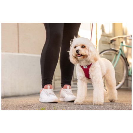 Pettorina per cane Curli Vest Clasp Air-Mesh
