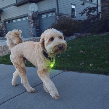 Collare luminoso per cane Nite Ize SpotLit Rechargeable Collar Light