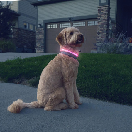 Collare luminoso per cane Nite Ize NiteHowl® Rechargeable LED Safety Necklace