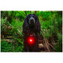 Luce per cani Mountain Paws Dog safety light 2-Pack