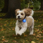 Collare luminoso per cane Nite Ize SpotLit Rechargeable Collar Light