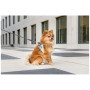 Pettorina per cane Curli Glow Reflective