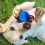 Giocattolo per cane Nerf Dog Set Lightning & Sonic