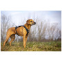 Guinzaglio per cane Curli Ultra Strong Pocket Leash