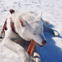Giocattolo per cane Explorer Dog Himalayan Chew