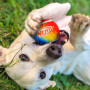 Giocattolo per cane Nerf Dog Blaster + Tennis Balls 2 pcs