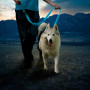 Guinzaglio per cane Nite Ize LED NiteDog