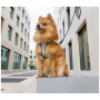 Pettorina per cane Curli Glow Reflective