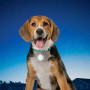 Collare luminoso per cane Nite Ize SpotLit Collar Light