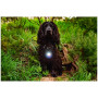 Luce per cani Mountain Paws Dog Safety Light