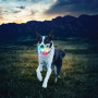 Giocattolo per cane Nite Ize Glowstreak LED Ball