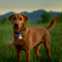Luce per cani Nite Ize Spotlit Rechargeable Collar Light - Disc-O Tech