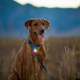 Luce per cani Nite Ize SpotLit®