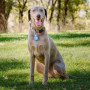 Localizzatore per cani Nite Ize Apple AirTag Wearabout