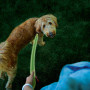 Guinzaglio per cane Nite Ize LED NiteDog