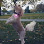 Collare luminoso per cane Nite Ize SpotLit Rechargeable Collar Light