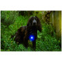 Luce per cani Mountain Paws Dog Safety Light