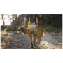 Pettorina per cane Ruffwear BackTrak™ Dog Evacuation Kit