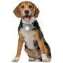 Collare luminoso per cane Nite Ize SpotLit Rechargeable Collar Light
